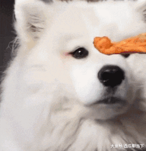 从小|搞笑GIF：从小就有一个摇滚梦