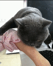 风采|搞笑GIF: 这两步走出了自信,走出了风采