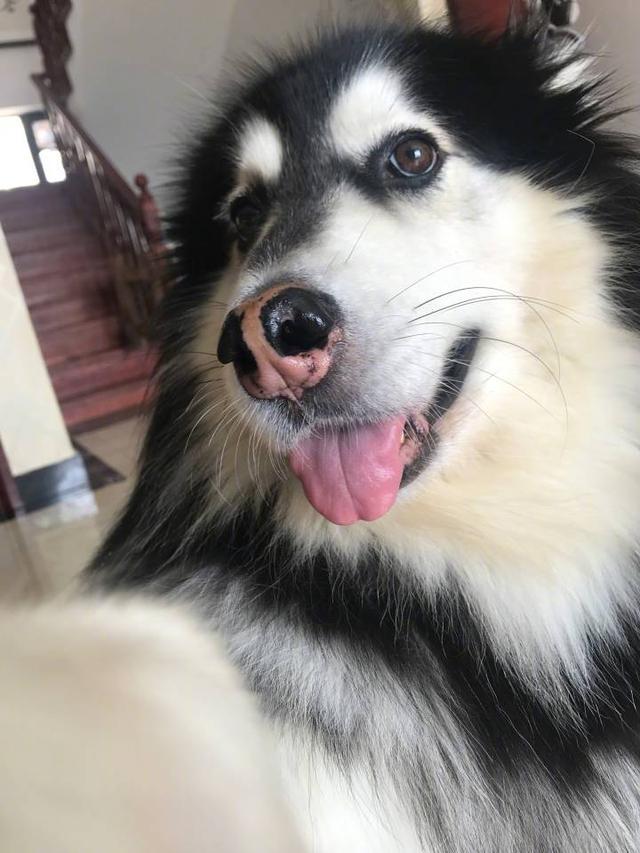 酒鬼一家三只狗狗还然会自拍,说好的建国之后不准成精 - 看看头条