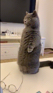 东西|搞笑GIF:我家的猫怎么了,是不是看到我看不到的东西了。