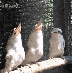 搞笑|搞笑gif,个个都是人才,说话又好听,超喜欢在里面