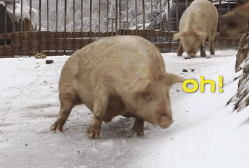 搞笑图片|搞笑图片：南方大雪，最开心的竟然是这群猪~