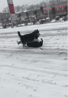 机会|搞笑GIF：终于下雪啦，好兴奋呀，快点来和我玩吧！机会难得，可以尽情的玩雪啦！