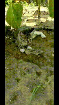 松鼠|搞笑GIF:松鼠:大哥能不能放了我啊,我真的不是老鼠