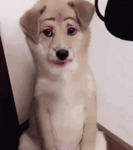 泰迪|美女到底做错了什么？你要这么对待她