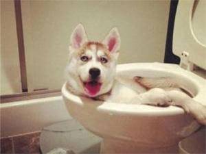 悟空|搞笑gif图:悟空来扶师父上马!!!!!!!