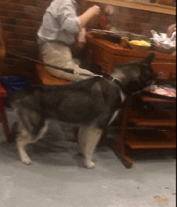 这是|搞笑GIF:怪不得被打