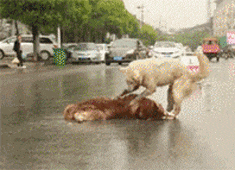 这是|搞笑GIF趣图:我裤子都脱了,你却给我看这个