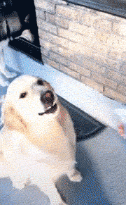 凉快|搞笑GIF:自制的半自动风扇,真是凉快呀