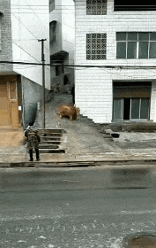 紧身|搞笑GIF:闪避技能点满