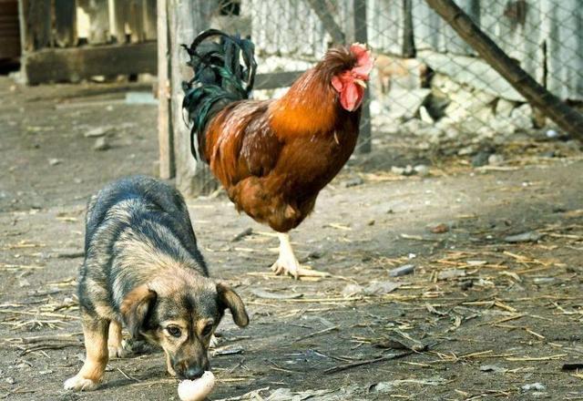 父亲|搞笑动图：狗咬鸡蛋，多管闲事