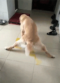 老师|搞笑gif趣图:大神一样的指挥,这走位很到位啊,你这么厉害,你老板知道吗!