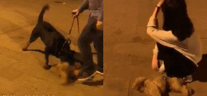 今天|搞笑GIF:可怜的泰迪,好像很容易成为大狗的目标