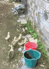 是在|搞笑GIF趣图：不是我不洗车，我是在等下雨