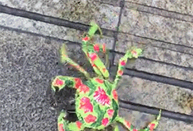 哥们|搞笑GIF趣图：哥们，别拍马屁股，很危险的.