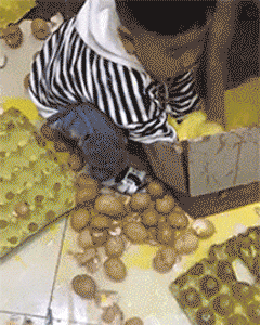 箱子|搞笑GIF趣图：熊孩子的日常，一箱子鸡蛋这样被糟蹋了