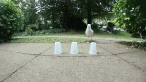 大哥|搞笑GIF：谁在地板上撒油了？