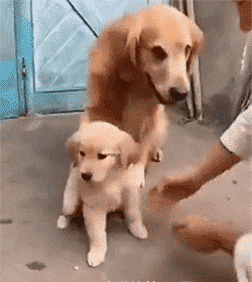 清奇|搞笑动态图GIF: 这是我最后一个儿子，你就别卖了，行不？