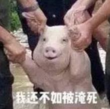 师兄|那只从台风中救出来的猪，被恶搞成表情包了