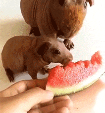 凉快|搞笑GIF：下去吧你！让你凉快凉快！