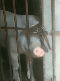 天篷|搞笑GIF图:身为公交司机,我一直感觉到很骄傲