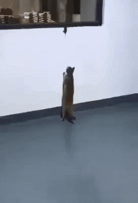 厌弃|搞笑GIF:姑娘一点都没有厌弃!