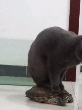 九子|搞笑GIF: 疫情还没有结束，他们一家子还得在我家待上一段时间