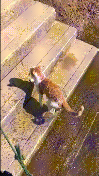 老婆|搞笑gif趣图：大哥，你要是真有钱，这车就不要了吧