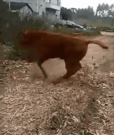 后来|搞笑GIF：听说，这哥们后来被这只拖鞋打的老惨了，满地找牙！