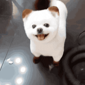 炎炎|搞笑GIF：每日一发，炎炎夏日博您一笑！