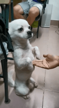 气人|搞笑GIF趣图:会滑板也就算了，还会拐弯，你说气人不？