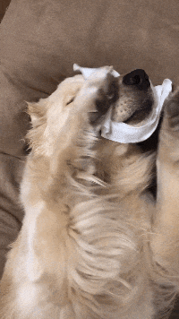 周星驰|搞笑GIF：这个车质量是真好,一点漆都没掉