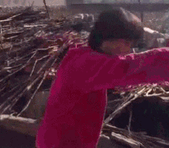 士奇|搞笑GIF趣图:哈士奇整天就知道玩,金毛已经开始干活了