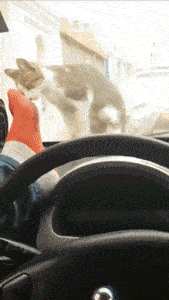 大妈|搞笑gif趣图:让你没事戳狗斗猫,这下赔大发了吧!