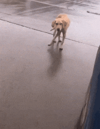 是在|搞笑gif趣图:感觉右边的人,不是在攀岩了,是在飞