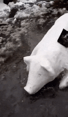 尾巴|爆笑gif:猪尾巴是卷的不是直的