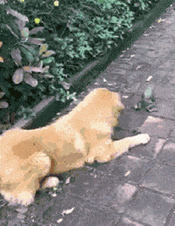 姑娘|搞笑GIF：隔壁的姑娘真厉害，这么年轻就能开豪车了