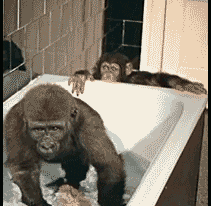 情敌|搞笑GIF:M话题