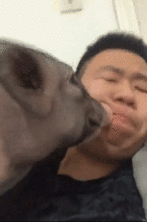 大饼|搞笑gif图：还能这样拉货，真是长见识了