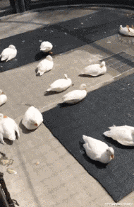 老弟|爆笑GIF图:饭碗拿稳啊,小老弟!