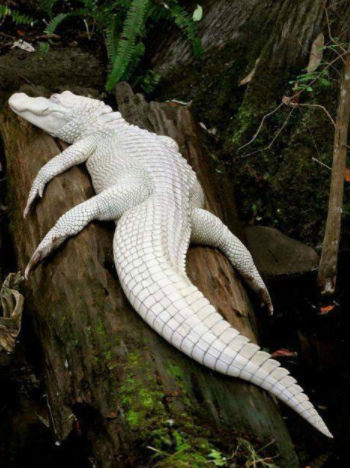 段子|爆笑GIF图：在外面点的炒饭都吃完了，这锅还没起盖，到底是来吃饭还是看表演