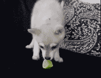 不可思议|搞笑GIF:女人的心思你别猜,这小哥觉得太不可思议了!