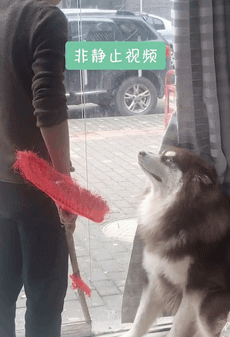 大隐|永远猜不到下一秒二哈会做出什么事