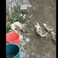 媳妇|搞笑GIF：媳妇我不练了，不练了！