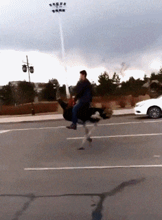 别致|爆笑GIF：大哥你这坐骑好别致啊！