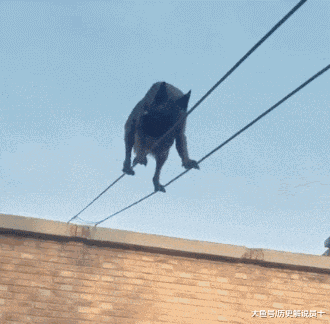 痒痒|GIF搞笑趣图: 腿短的结果就是,挠痒痒都不行