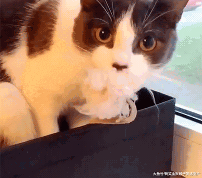 这辆|搞笑GIF图：噢，对了，我竟然有四只手耶