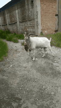 表演|搞笑GIF趣图: 当网购买家开始表演, 评论区炸了锅…