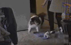 队友|遇上坑爹的狗队友,总是让人毫无防备又哭笑不得!