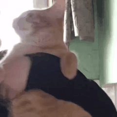 胆子|每日一笑，喵：谁给你的胆子亲我